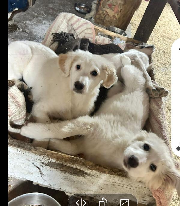 3mesi mix Maremmani saliti a MODENA Foto 2